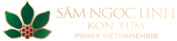 Sức khỏe của các vị Vua – Sâm Ngọc Linh Kon Tum K5 %
